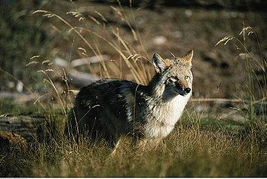 《鬼灭之刃 火之神血风谭》最新广告视频 为发售预热